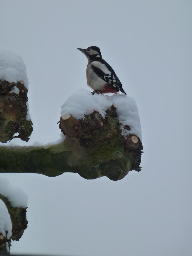 B&B Aan De Burgt Boekel ภายนอก รูปภาพ