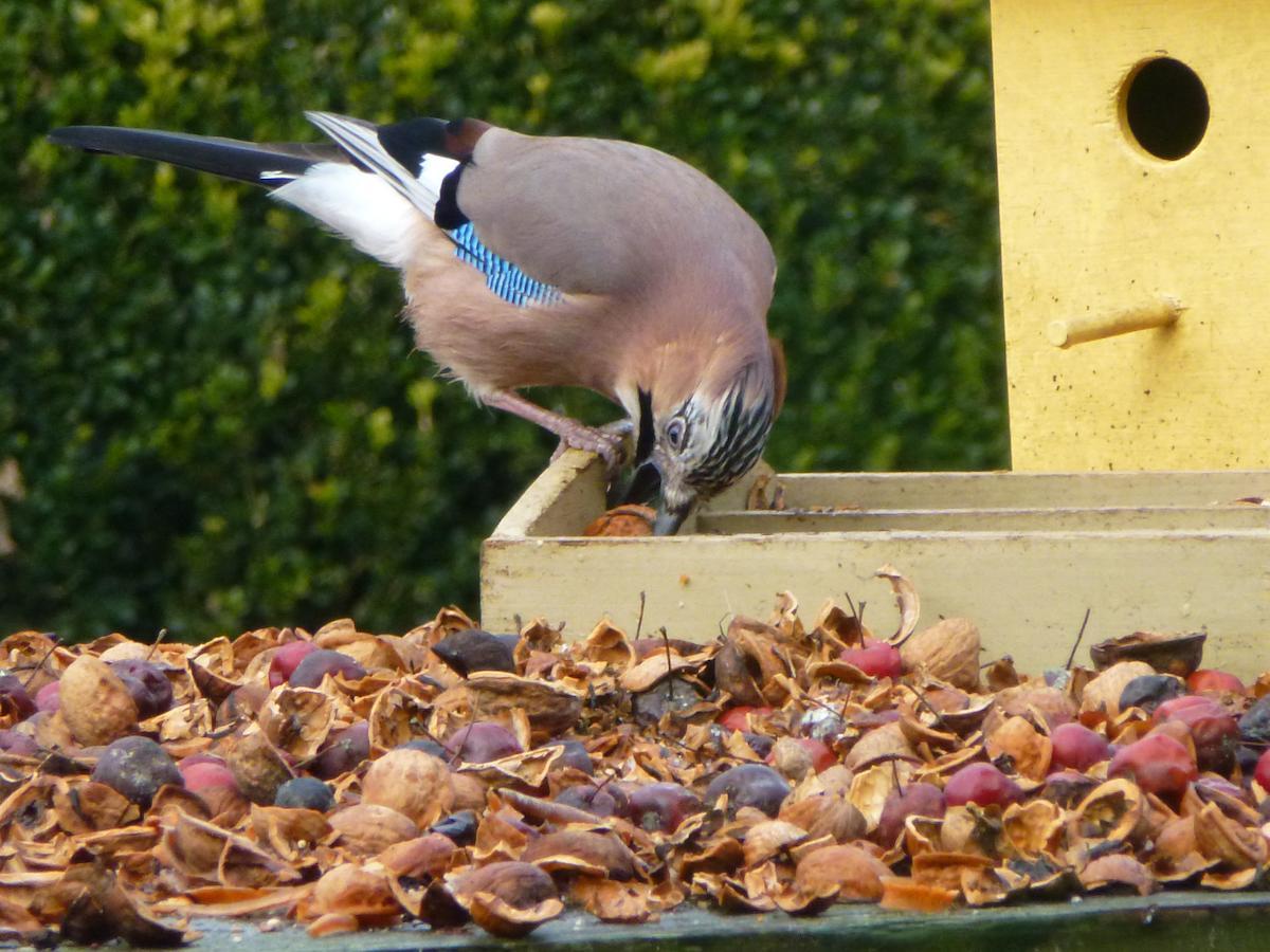 B&B Aan De Burgt Boekel ภายนอก รูปภาพ